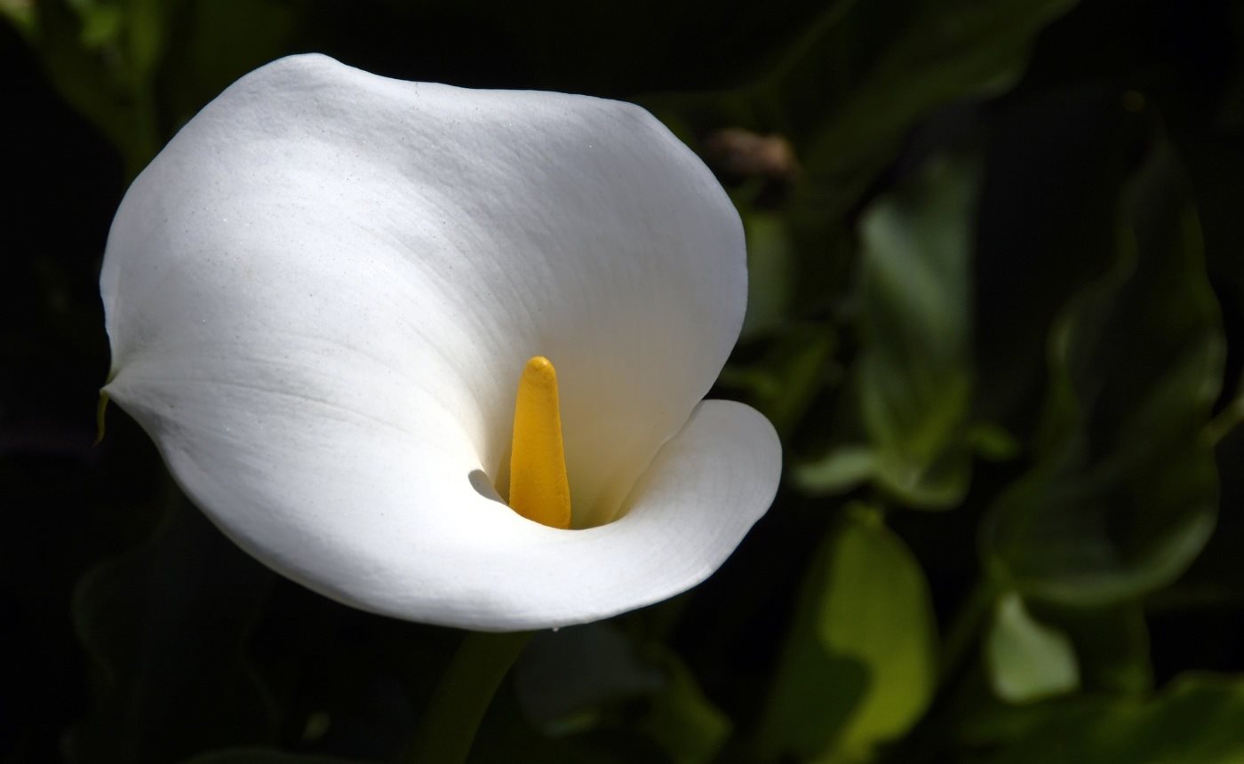 lili blanche
